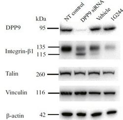 DPP9 Monoclonal Antibody (OTI2F10), TrueMAB , OriGene 100 &mu;L; Unconjugated:Antibodies,