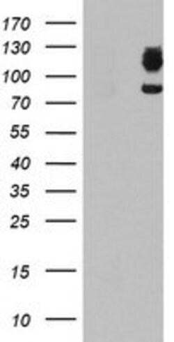 DPP9 Mouse anti-Human, Clone: OTI2D4, lyophilized, TrueMAB 100 &mu;g; Unconjugated:Antibodies,