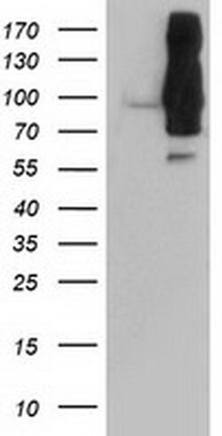 DPP9 Monoclonal Antibody (OTI4F1), TrueMAB , OriGene:Antibodies:Primary