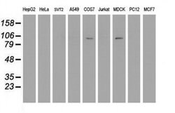 DPP9 Monoclonal Antibody (OTI4F1), TrueMAB , OriGene:Antibodies:Primary