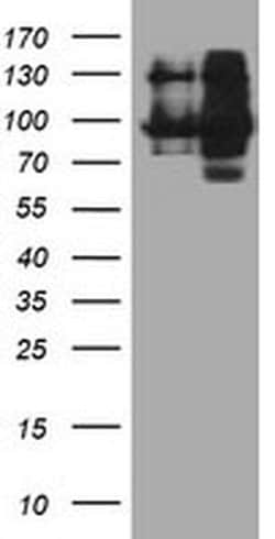 DPP9 Monoclonal Antibody (OTI6A12), TrueMAB , OriGene 100 &mu;L; Unconjugated:Antibodies,