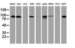 DPP9 Mouse anti-Canine, Human, Clone: OTI6A12, lyophilized, TrueMAB 100