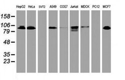 DPP9 Monoclonal Antibody (OTI6A12), TrueMAB , OriGene 100 &mu;L; Unconjugated:Antibodies,