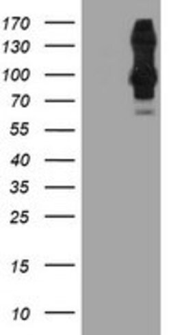 DPP9 Mouse anti-Canine, Human, Rat, Clone: OTI1G9, lyophilized, TrueMAB