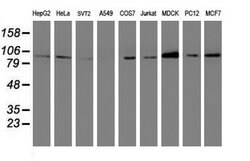 DPP9 Mouse anti-Canine, Human, Rat, Clone: OTI1G9, lyophilized, TrueMAB