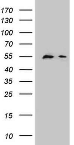DPPA2 Monoclonal Antibody (OTI1G10), TrueMAB , OriGene 100 &mu;L; Unconjugated:Antibodies,