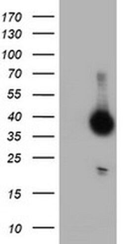 DPPA4 Monoclonal Antibody (OTI1E12), TrueMAB , OriGene 100 &mu;L; Unconjugated:Antibodies,
