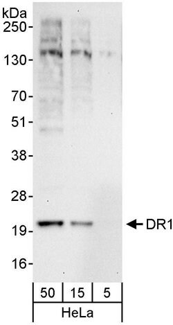 DR1 Rabbit anti-Human, Polyclonal, Bethyl Laboratories 10 &mu;L; Unconjugated:Antibodies,