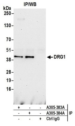 DRG1 Rabbit anti-Human, Polyclonal, Bethyl Laboratories 10 &mu;L; Unconjugated:Antibodies,