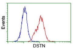 DSTN Mouse anti-Human, Clone: OTI1B8, lyophilized, TrueMAB 100 &mu;g; Unconjugated:Antibodies,