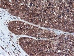 DSTN Mouse anti-Canine, Human, Clone: OTI1G8, lyophilized, TrueMAB 100