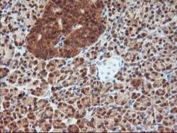 DSTN Mouse anti-Canine, Human, Clone: OTI1G8, lyophilized, TrueMAB 100