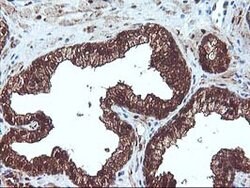 DSTN Mouse anti-Canine, Human, Clone: OTI1G8, lyophilized, TrueMAB 100
