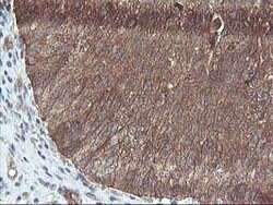 DSTN Mouse anti-Canine, Human, Clone: OTI1G8, lyophilized, TrueMAB 100