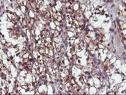 DSTN Mouse anti-Canine, Human, Clone: OTI1G8, lyophilized, TrueMAB 100