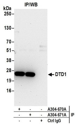 DTD1 Rabbit anti-Human, Polyclonal, Bethyl Laboratories 100 &mu;L; Unconjugated:Antibodies,