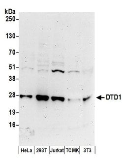 DTD1 Rabbit anti-Human, Polyclonal, Bethyl Laboratories 100 &mu;L; Unconjugated:Antibodies,