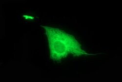 DTD1 Mouse anti-Human, Clone: OTI1E1, lyophilized, TrueMAB 100 &mu;g; Unconjugated:Antibodies,