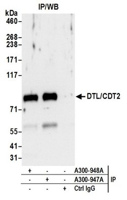 DTL/CDT2 Rabbit anti-Human, Mouse, Polyclonal, Bethyl Laboratories 100