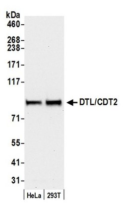 DTL/CDT2 Rabbit anti-Human, Mouse, Polyclonal, Bethyl Laboratories 100
