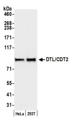 DTL/CDT2 Polyclonal Antibody, Bethyl Laboratories 20 &mu;L; Unconjugated:Antibodies,