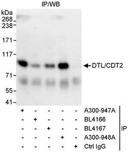 DTL/CDT2 Rabbit anti-Human, Polyclonal, Bethyl Laboratories 10 &mu;L; Unconjugated:Antibodies,