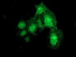 DTNA Mouse anti-Human, Clone: OTI1C2, lyophilized, TrueMAB 100 &mu;g; Unconjugated:Antibodies,