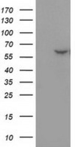 DTNA Mouse anti-Human, Clone: OTI1C2, lyophilized, TrueMAB 100 &mu;g; Unconjugated:Antibodies,