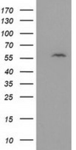 DTNA Mouse anti-Human, Clone: OTI2F9, lyophilized, TrueMAB 100 &mu;g; Unconjugated:Antibodies,