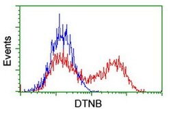 DTNB Monoclonal Antibody (OTI3A12), TrueMAB , OriGene 100 &mu;L; Unconjugated:Antibodies,