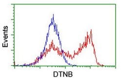 DTNB Monoclonal Antibody (OTI3H8), TrueMAB , OriGene 30 &mu;L | Buy Online | Origene Technologies | Fisher Scientific