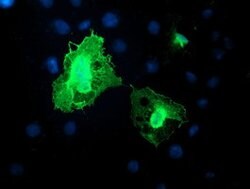 DTNB Mouse anti-Human, Clone: OTI3C11, lyophilized, TrueMAB 100 &mu;g;