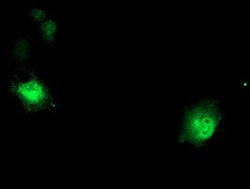 DTNB Mouse anti-Human, Mouse, Rat, Clone: OTI3H8, lyophilized, TrueMAB