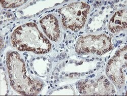 DTNB Mouse anti-Human, Clone: OTI3C11, lyophilized, TrueMAB 100 &mu;g;