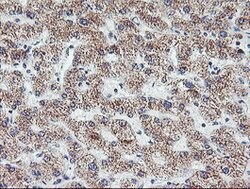 DTNB Mouse anti-Human, Clone: OTI3C11, lyophilized, TrueMAB 100 &mu;g;