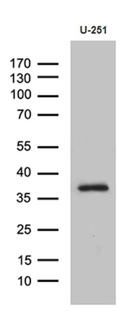 DTWD1 Mouse anti-Human, Clone: OTI2D2, lyophilized, TrueMAB 100 &mu;g;
