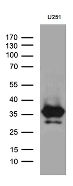 DTWD1 Mouse anti-Human, Clone: OTI1E2, lyophilized, TrueMAB 100 &mu;g;