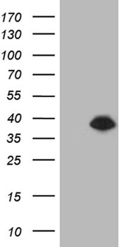 DTWD1 Mouse anti-Human, Clone: OTI2B5, lyophilized, TrueMAB 100 &mu;g;