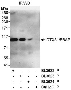 DTX3L/BBAP Rabbit anti-Human, Polyclonal, Bethyl Laboratories 100 &mu;L;