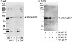 DTX3L/BBAP Rabbit anti-Human, Polyclonal, Bethyl Laboratories 100 &mu;L;