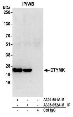 DTYMK Polyclonal Antibody, Bethyl Laboratories 20 &mu;L; Unconjugated:Antibodies,