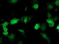 DTYMK Monoclonal Antibody (OTI1D2), TrueMAB , OriGene:Antibodies:Primary