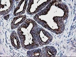 DTYMK Monoclonal Antibody (OTI1G8), TrueMAB , OriGene 100 &mu;L; Unconjugated:Antibodies,