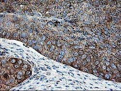 DTYMK Monoclonal Antibody (OTI1G8), TrueMAB , OriGene 100 &mu;L; Unconjugated:Antibodies,