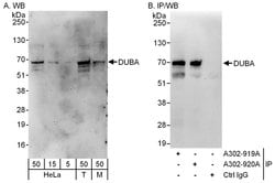 DUBA Rabbit anti-Human, Mouse, Polyclonal, Bethyl Laboratories 100 &mu;L;