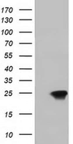 DUPD1 Monoclonal Antibody (OTI1F3), TrueMAB , OriGene 100 &mu;L; Unconjugated:Antibodies,