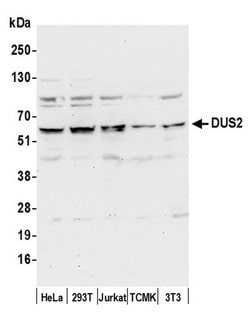 DUS2/DUS2L Rabbit anti-Human, Mouse, Polyclonal, Bethyl Laboratories 100