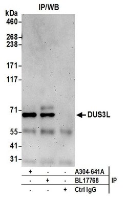 DUS3L Rabbit anti-Human, Polyclonal, Bethyl Laboratories 100 &mu;L; Unconjugated:Antibodies,