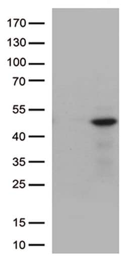 DUSP1 Monoclonal Antibody (OTI4F10), TrueMAB , OriGene:Antibodies:Primary
