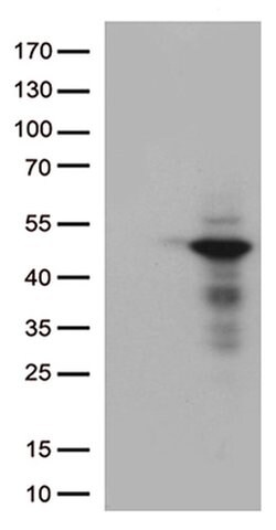DUSP1 Monoclonal Antibody (OTI5A8), TrueMAB , OriGene 100 &mu;L; Unconjugated:Antibodies,